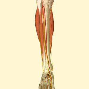 Dissection Theory of Lower limb